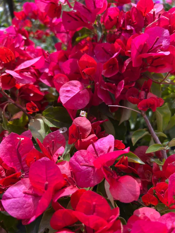 Bougainvillea Live Plant - 2ft Tall, 1 Gallon Pot - Orange & Red Blooms - Outdoor Vine - Image 1