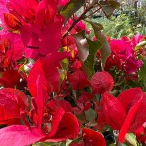 Bougainvillea Live Plant - 2ft Tall, 1 Gallon Pot - Orange & Red Blooms - Outdoor Vine - Image 2