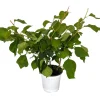 Bougainvillea Live Plant - Everblooming Vine - 4 Inch Pot - Indoor/Outdoor - Image 1
