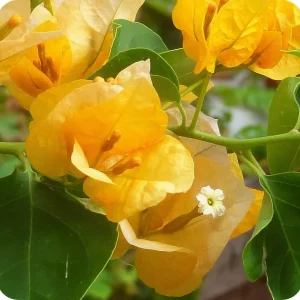 Bougainvillea Live Plant - Everblooming Vine - 4 Inch Pot - Indoor/Outdoor - Image 3