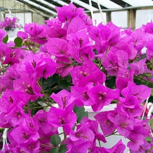 Bougainvillea Live Plant - Everblooming Vine - 4 Inch Pot - Indoor/Outdoor - Image 4
