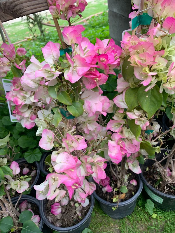 Bougainvillea Live Plant – Pink and White, 1-2 ft Tall, 1 Gallon Pot, Outdoor - Image 1