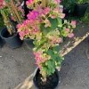 Bougainvillea Live Plant - Pink & White, 3 Feet Tall, 3 Gallon Pot, Outdoor Shrub - Image 1