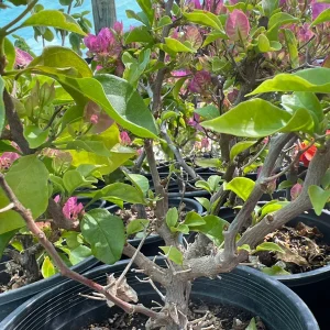 Bougainvillea Live Plant – Pink/Purple – 1ft Tall – 1 Gallon Pot – Outdoor Shrub - Image 1