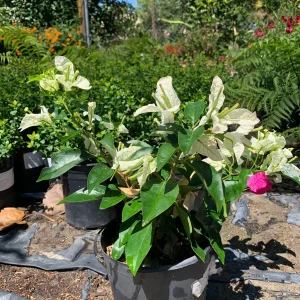 Bougainvillea Mauna Kea Live Plant – 1 ft Tall – 6 inch Pot – Outdoor Shrub - Image 2