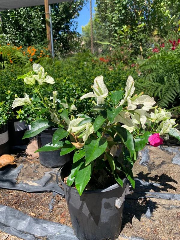 Bougainvillea Mauna Kea Live Plant – 1 ft Tall – 6 inch Pot – Outdoor Shrub - Image 2