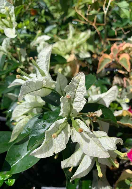 Bougainvillea Mauna Kea Live Plant – 1 ft Tall – 6 inch Pot – Outdoor Shrub - Image 1