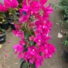 Bougainvillea Miami Pink Live Plant – 1-2 ft Tall – 1 Gallon Pot - Image 1