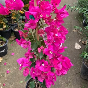Bougainvillea Miami Pink Live Plant – 2 ft Tall, 3 Gallon Pot – Outdoor Shrub - Image 1