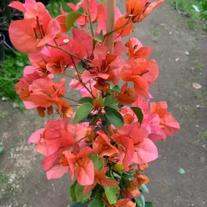Bougainvillea Orange King Live Plant 1-2 ft Tall in 6