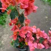 Bougainvillea Orange King Live Plant 1-2 ft Tall in 6" Pot - Image 1
