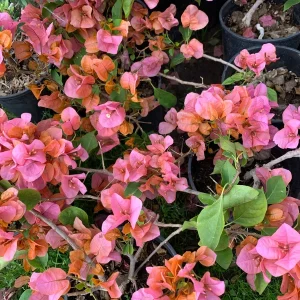 Bougainvillea Orange King Live Plant 3-4 Ft Tall in 3 Gallon Pot - Image 2