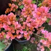 Bougainvillea Orange King Live Plant 3-4 Ft Tall in 3 Gallon Pot - Image 1