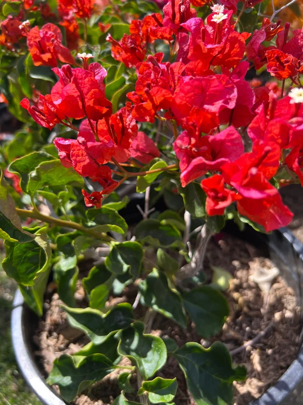 Bougainvillea Orange King Live Plant – Bush – 1 to 2 feet tall – 3 Gallon Pot – Outdoor Shrub - Image 2