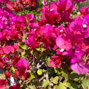 Bougainvillea Temple Fire Bush Live Plant – 1-2 ft Tall, 3 Gallon Pot – Outdoor Shrub - Image 2