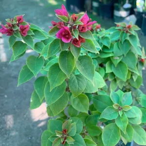 Bougainvillea Torch Live Plant - 1 Gallon Pot, 1 Foot Tall, Outdoor Shrub - Image 2