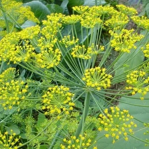 Bouquet Dill Seeds - Organic Non-GMO Heirloom Herb Seeds - 250-500 Seeds for Outdoor Gardening - Image 1