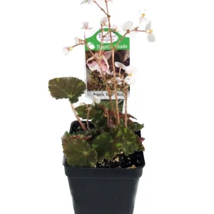 Bower's Black Begonia Live Plant - 2.5