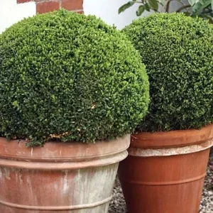 Boxwood Live Plant - Fast Growing Evergreen Shrub - Sun or Shade - 4 inch Pot - Image 2