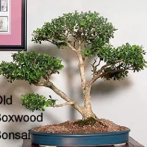 Boxwood Live Plant - Fast Growing Evergreen Shrub - Sun or Shade - 4 inch Pot - Image 4