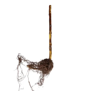 Boyne Raspberry Bare Root Cane - 1-Year-Old Live Plant - Cold Hardy - Image 2