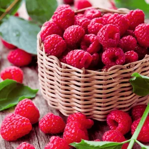 Boyne Raspberry Bare Root Cane - 1-Year-Old Live Plant - Cold Hardy - Image 3