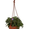 Boysenberry Delight Cape Primrose Live Plant – Streptocarpella – 6 inch Hanging Basket - Image 1