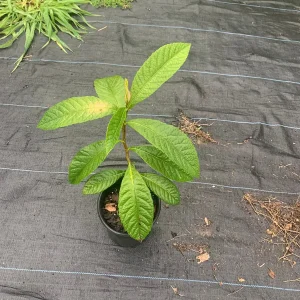 Bradenton Loquat Tree – Eriobotrya japonica Live Plant – 2 Gallon Pot – Outdoor Fruit Tree - Image 3