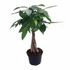 Braided Money Tree Live Plant - Pachira aquatica - 6 Inch Pot - Indoor - Image 1