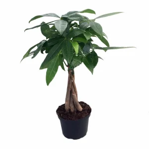 Braided Money Tree Live Plant - Pachira aquatica - 6 Inch Pot - Indoor - Image 1