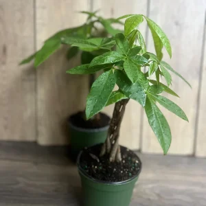 Braided Money Tree Plant - Pachira aquatica Live Indoor Plant - 4 inch or 6 inch Pot - Image 5