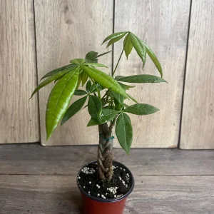 Braided Money Tree Plant - Pachira aquatica Live Indoor Plant - 4 inch or 6 inch Pot - Image 7