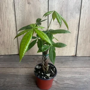 Braided Money Tree Plant - Pachira aquatica Live Indoor Plant - 4 inch or 6 inch Pot - Image 8