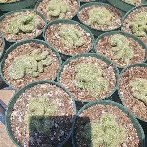 Brain Cactus Live Plant – Mammillaria Elongata Cristata – 4in Pot – Rare Easy Care Indoor Succulent - Image 2