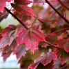 Brandywine Maple Live Tree - 1-2 ft Tall - Quart Pot - Deciduous Outdoor Shade Tree - Image 1