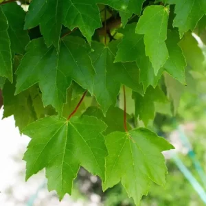 Brandywine Maple Live Tree - 1-2 ft Tall - Quart Pot - Deciduous Outdoor Shade Tree - Image 2