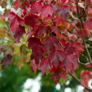 Brandywine Maple Live Tree - 1-2 ft Tall - Quart Pot - Deciduous Outdoor Shade Tree - Image 4