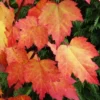 Brandywine Maple Live Tree - 1-2ft Tall - 1qt Pot - Outdoor Ornamental Shade Tree - Image 1
