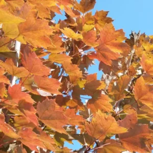 Brandywine Maple Live Tree - 1-2ft Tall - 1qt Pot - Outdoor Ornamental Shade Tree - Image 2