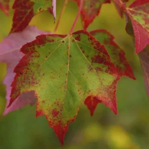 Brandywine Maple Live Tree - 1-2ft Tall - 1qt Pot - Outdoor Ornamental Shade Tree - Image 3