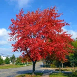 Brandywine Maple Live Tree - 1-2ft Tall - 1qt Pot - Outdoor Ornamental Shade Tree - Image 5