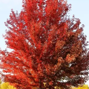 Brandywine Maple Live Tree - 1-2ft Tall - 1qt Pot - Outdoor Ornamental Shade Tree - Image 6