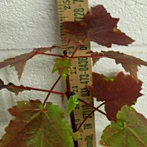 Brandywine Maple Live Tree - 1-2ft Tall - 1qt Pot - Outdoor Ornamental Shade Tree - Image 7