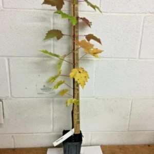 Brandywine Maple Live Tree - 1-2ft Tall - 1qt Pot - Outdoor Ornamental Shade Tree - Image 8