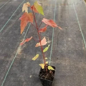 Brandywine Maple Live Tree - 1-2ft Tall - 1qt Pot - Outdoor Ornamental Shade Tree - Image 9