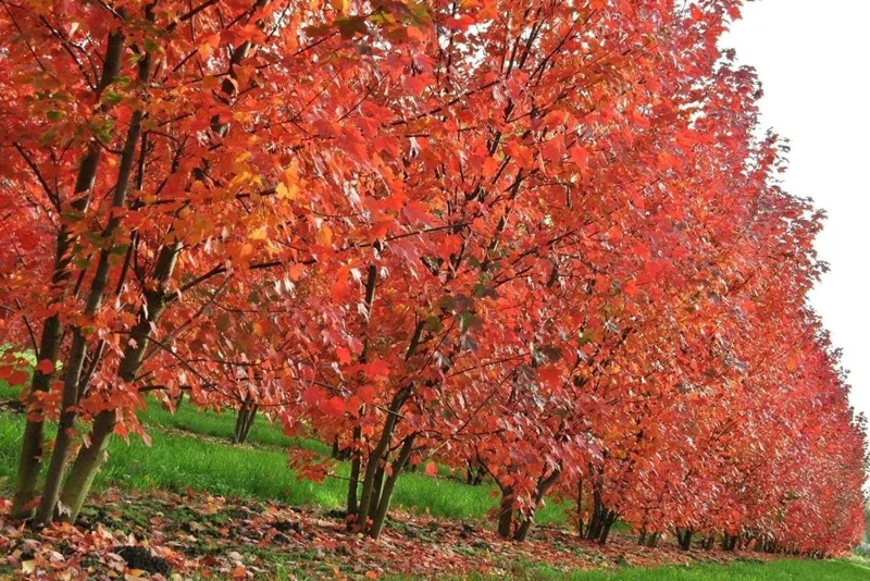 Brandywine Maple Tree Live Plant – 2.5 Inch Pot – Vibrant Fall Color – Outdoor - Image 10