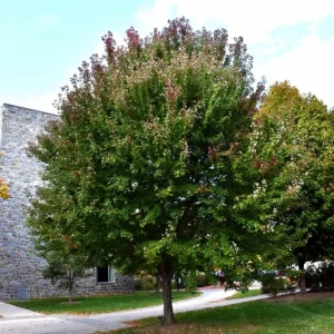 Brandywine Maple Tree Live Plant – 2.5 Inch Pot – Vibrant Fall Color – Outdoor - Image 2