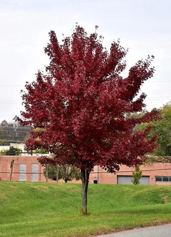 Brandywine Maple Tree Live Plant – 2.5 Inch Pot – Vibrant Fall Color – Outdoor - Image 3