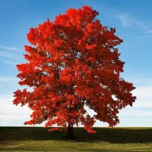 Brandywine Maple Tree Live Plant – 2.5 Inch Pot – Vibrant Fall Color – Outdoor - Image 1