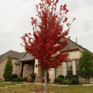 Brandywine Maple Tree Live Plant – 2.5 Inch Pot – Vibrant Fall Color – Outdoor - Image 4